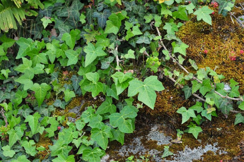 Hedera helix